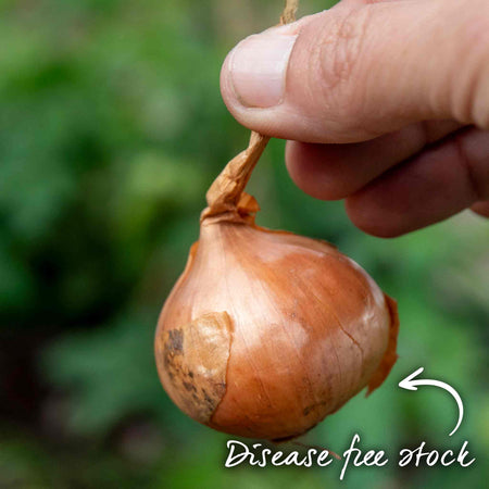 Shallot Sets 'Red Sun'