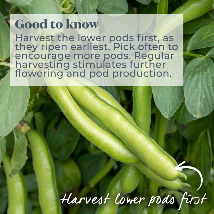 Broad Bean Seeds Duo Pack