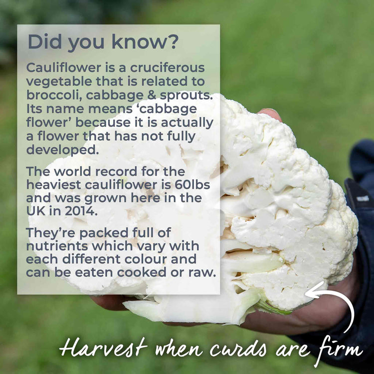 Cauliflower 'White Excel'