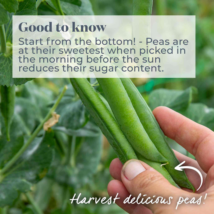 Pea Seeds 'Kelvedon Wonder'