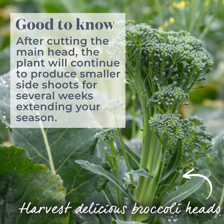 Broccoli 'Calabrese Slender Stem'