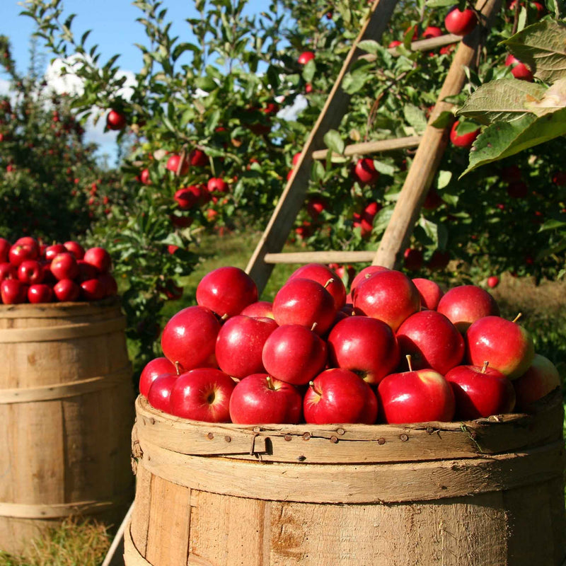 Apple 'Red Falstaff'
