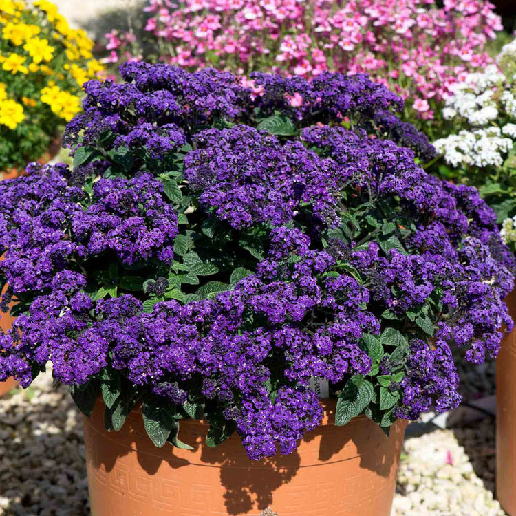 Heliotrope Plant 'Honey Blue'