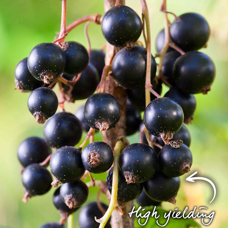 Blackcurrant Plant 'Ben Sarek'