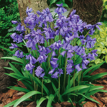 British Native Bluebells Bulbs in the Green