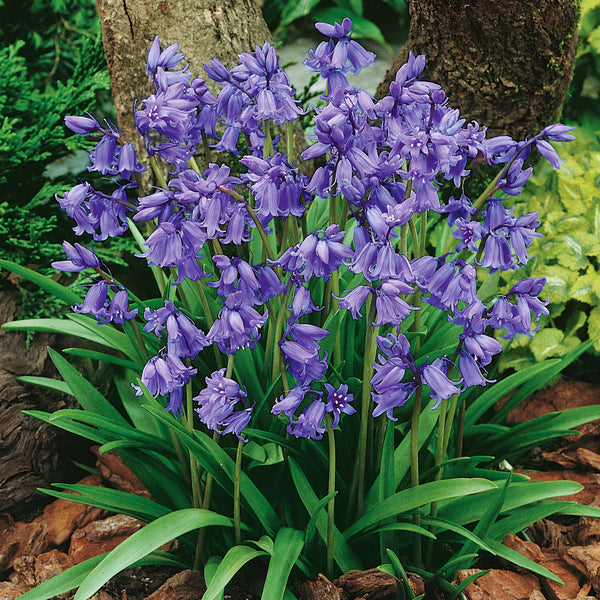 Hyacinthoides non-scripta (English Bluebell) - 250 Bulbs