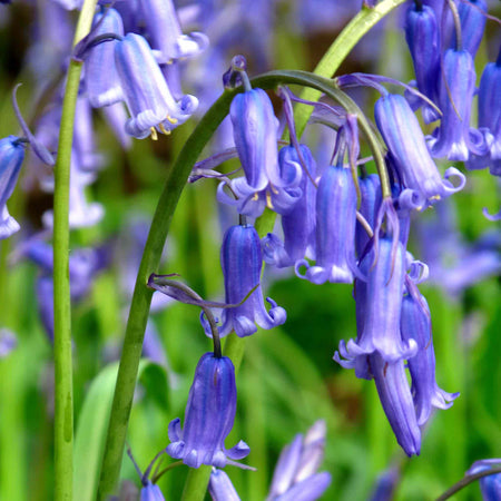 British Native Bluebells Bulbs in the Green