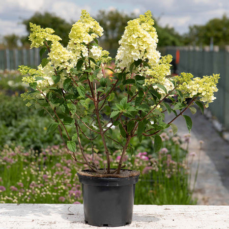 Hydrangea paniculata 'Sundae Fraise'