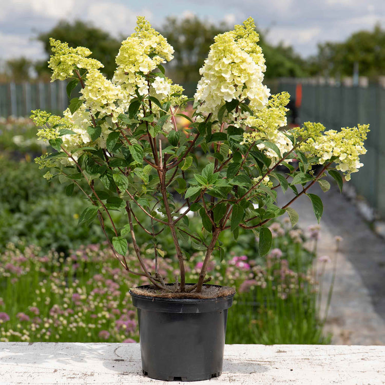 Hydrangea paniculata 'Sundae Fraise'