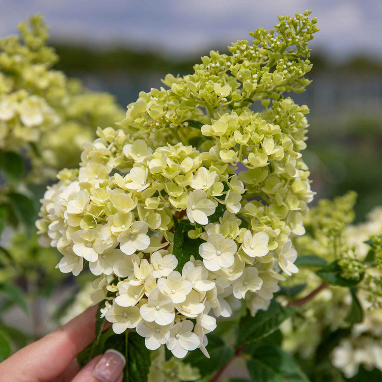 Hydrangea paniculata 'Sundae Fraise'