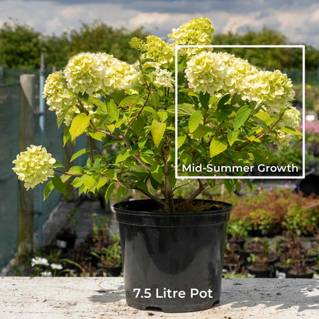 Hydrangea Plant 'Mojito'