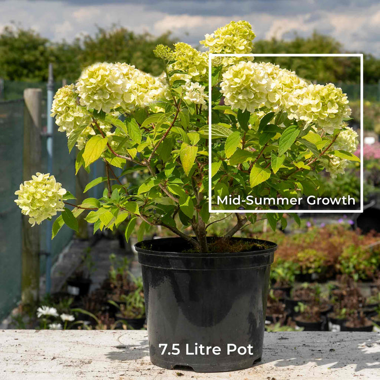 Hydrangea Plant 'Mojito'