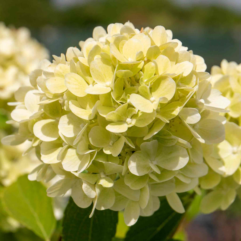 Hydrangea Plant 'Mojito'