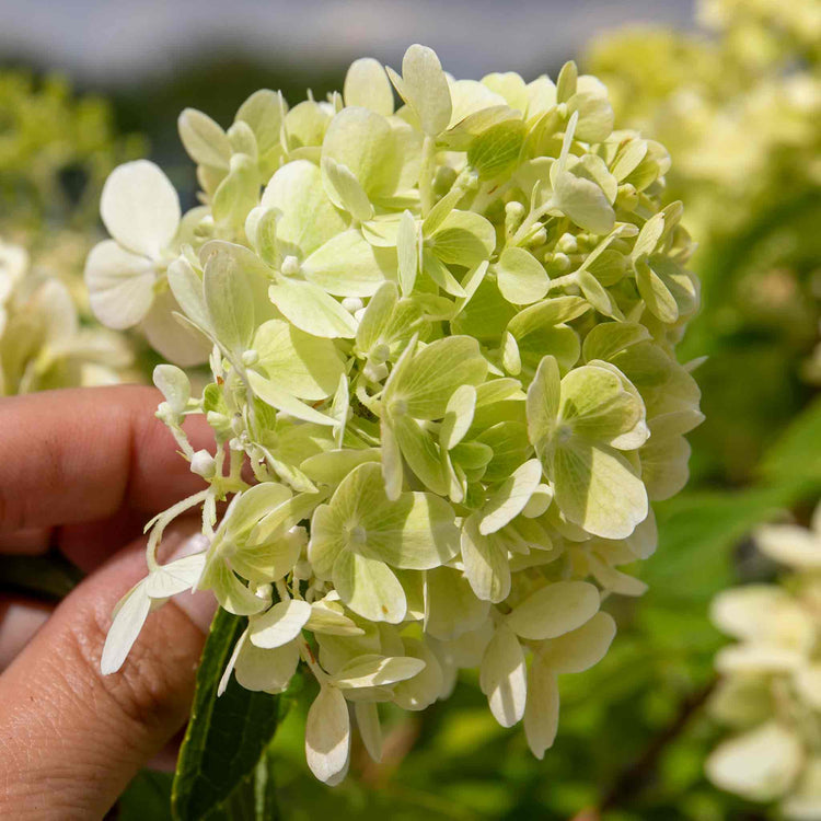 Hydrangea Plant 'Mojito'