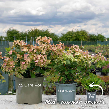 Hydrangea Plant 'Polestar'