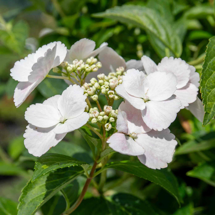 Hydrangea Plant 'Runaway Bride'