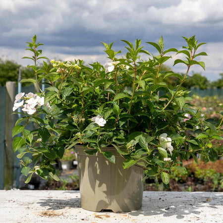 Hydrangea Plant 'Runaway Bride'