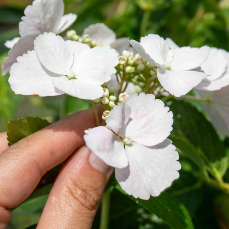 Hydrangea Plant 'Runaway Bride'