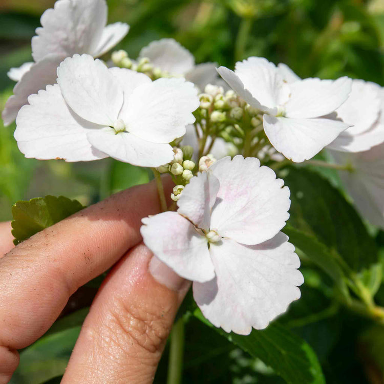 Hydrangea Plant 'Runaway Bride'