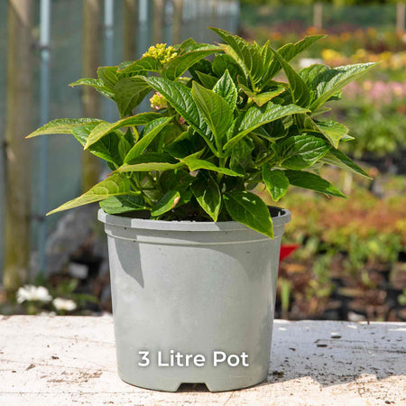 Hydrangea Plant 'Together'