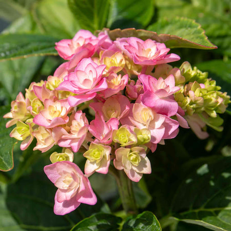 Hydrangea Plant 'Together'