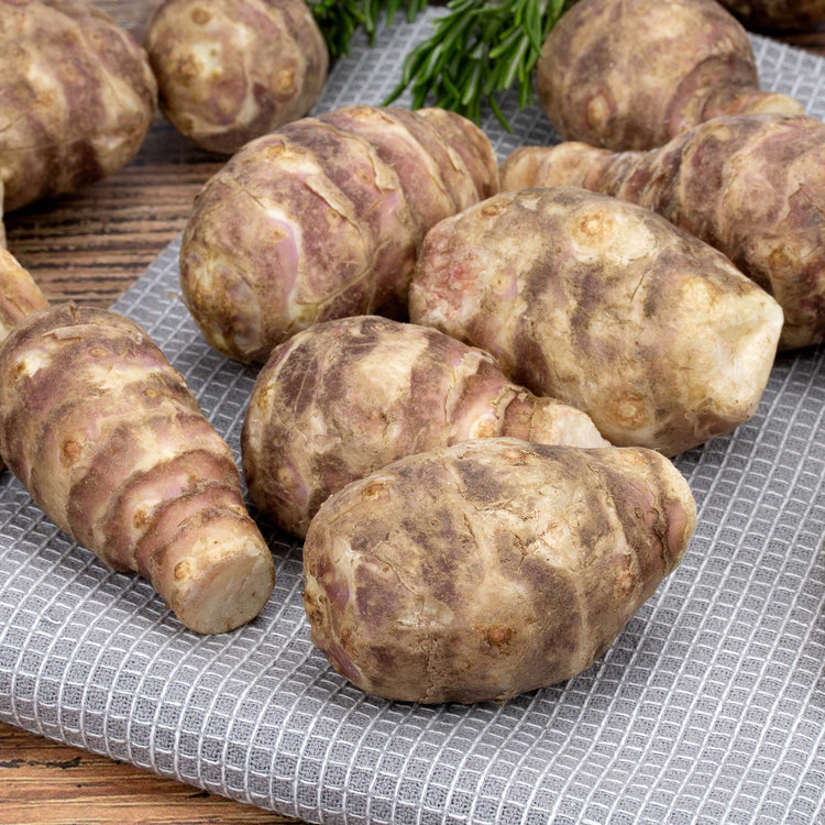 Jerusalem Artichoke Tuber 'Fuseau'