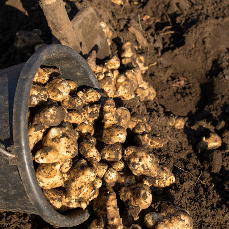 Jerusalem Artichoke Tuber 'Fuseau'