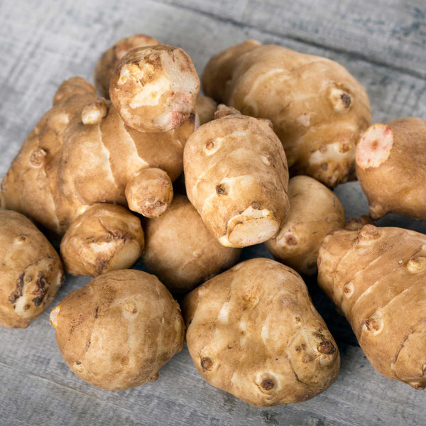 Jerusalem Artichoke Tuber 'Fuseau'
