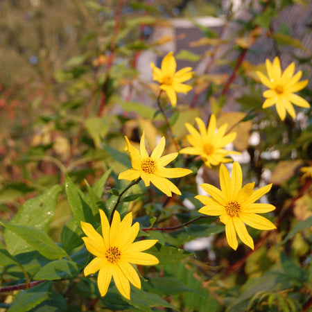 Jerusalem Artichoke Tuber 'Fuseau'