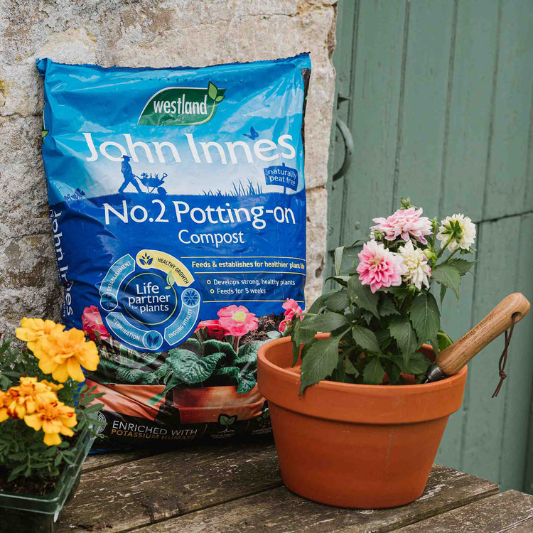 peat free compost for indoor plants John Innes Peat Free No.2 Potting on Compost
