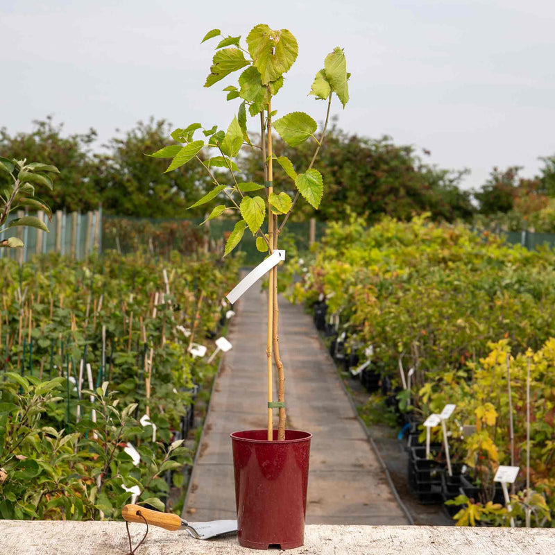 Mulberry Bush 'King James' 3L (syn Morus nigra ‘Chelsea’)