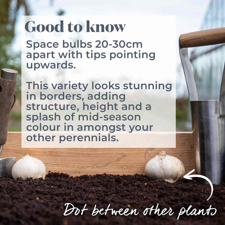 Allium Bulbs 'Globemaster'