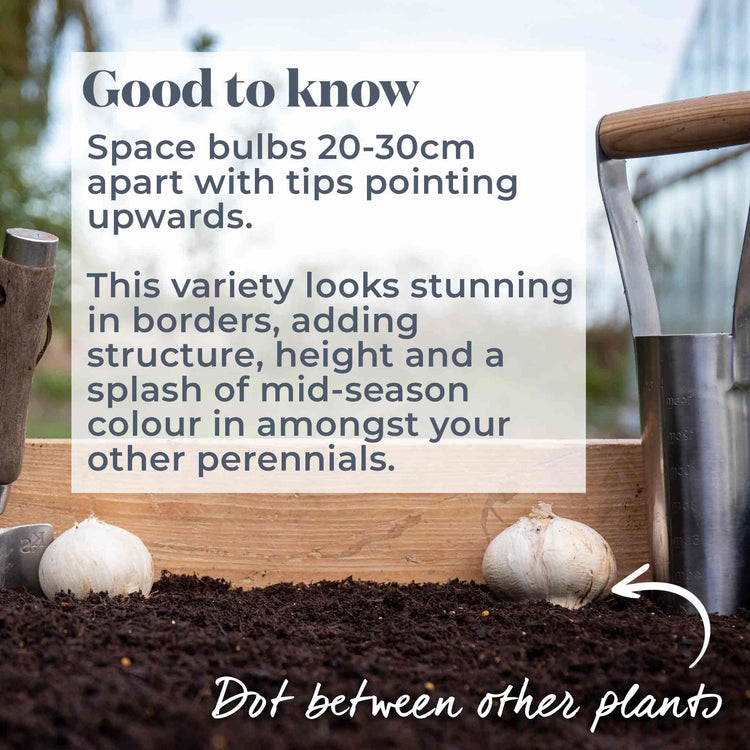 Allium Bulbs 'Globemaster'