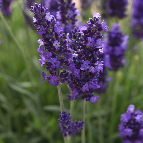 Lavender Plant 'Angustifolia Blue Spear'