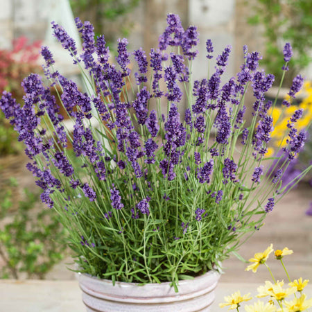 Lavender Plant 'Hidcote Blue Strain'