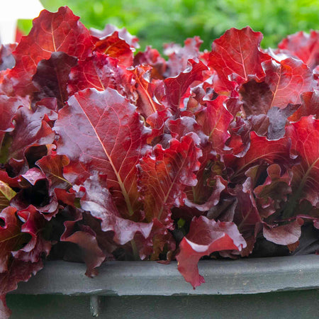 Lettuce Seeds 'Adelita II'