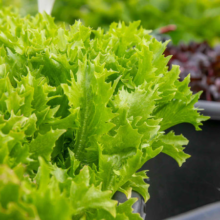 Lettuce Plant 'Crispita II'