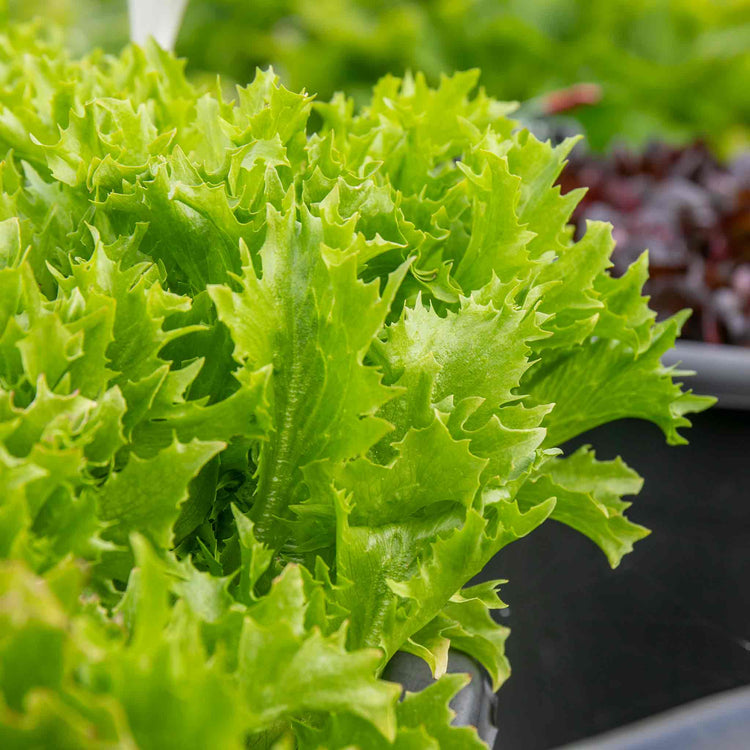 Lettuce Seeds 'Crispita II'