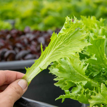 Lettuce Seeds 'Crispita II'