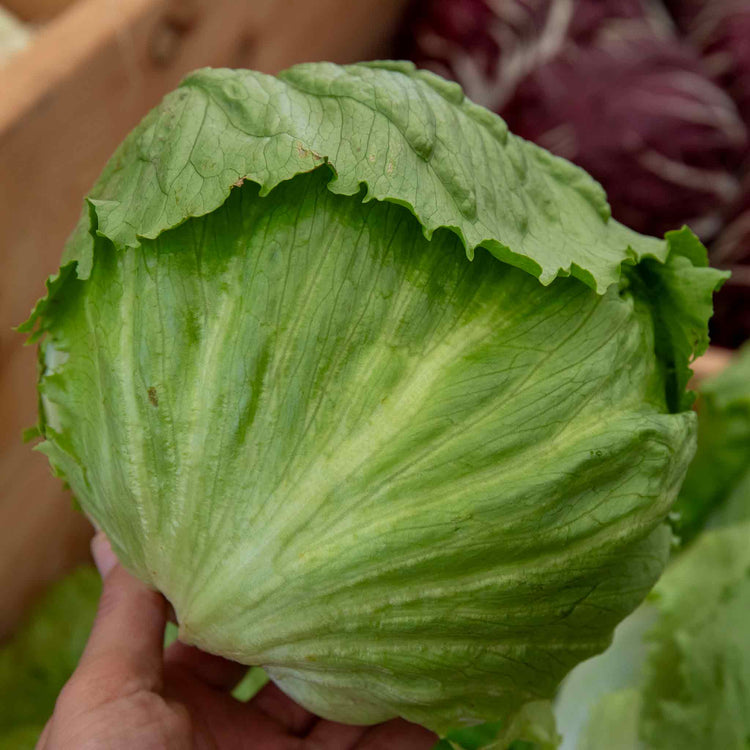 Lettuce Plant 'Saladin'