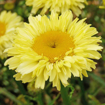 Leucanthemum 'Real Goldcup'