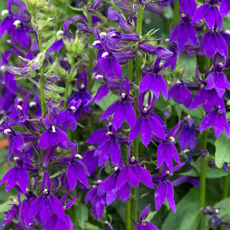 Lobelia Starship Collection