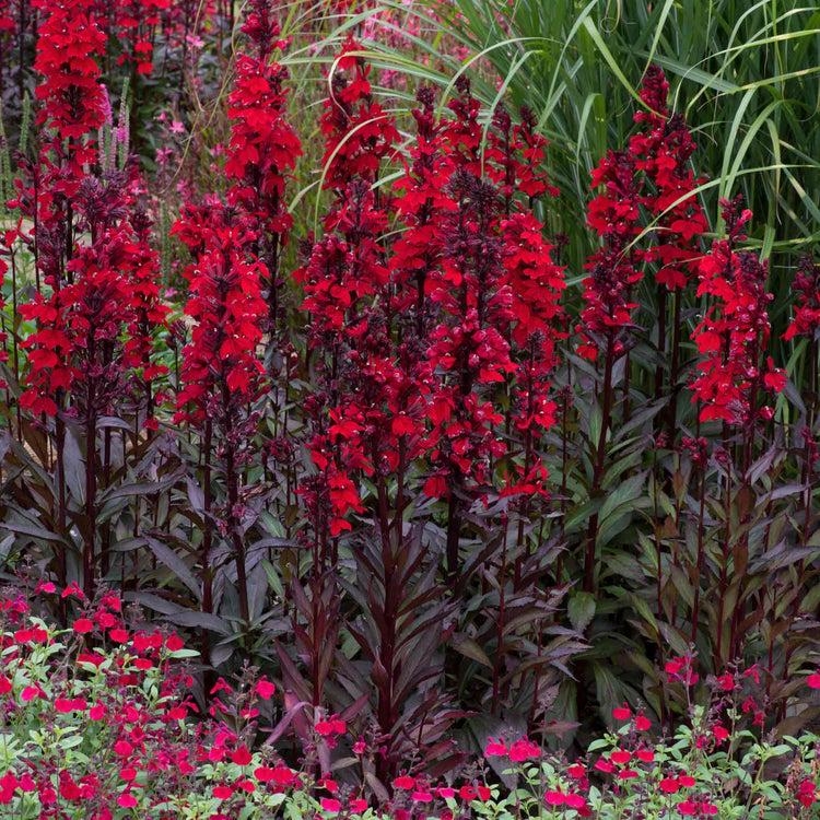 Lobelia Starship Collection