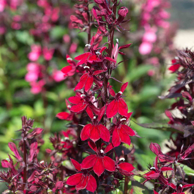 Lobelia Plant 'Starship Burgundy'
