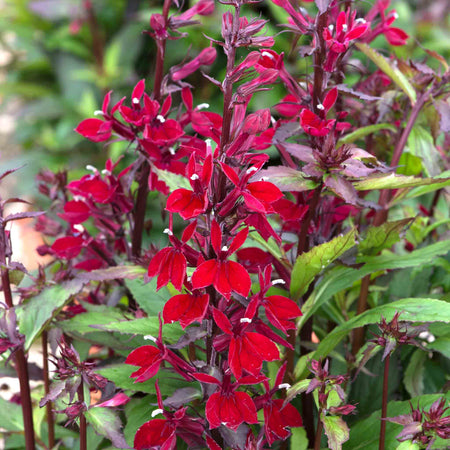Lobelia Plant 'Starship Burgundy'
