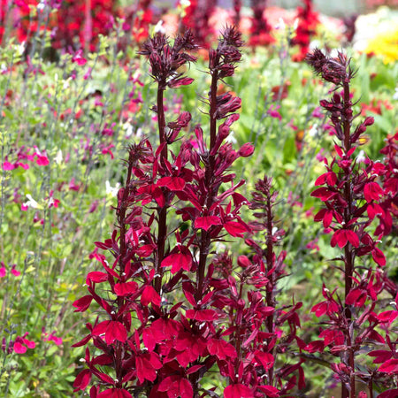 Lobelia Plant 'Starship Burgundy'