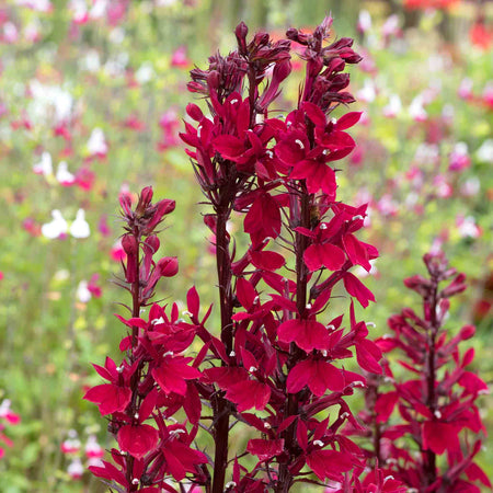 Lobelia Plant 'Starship Burgundy'