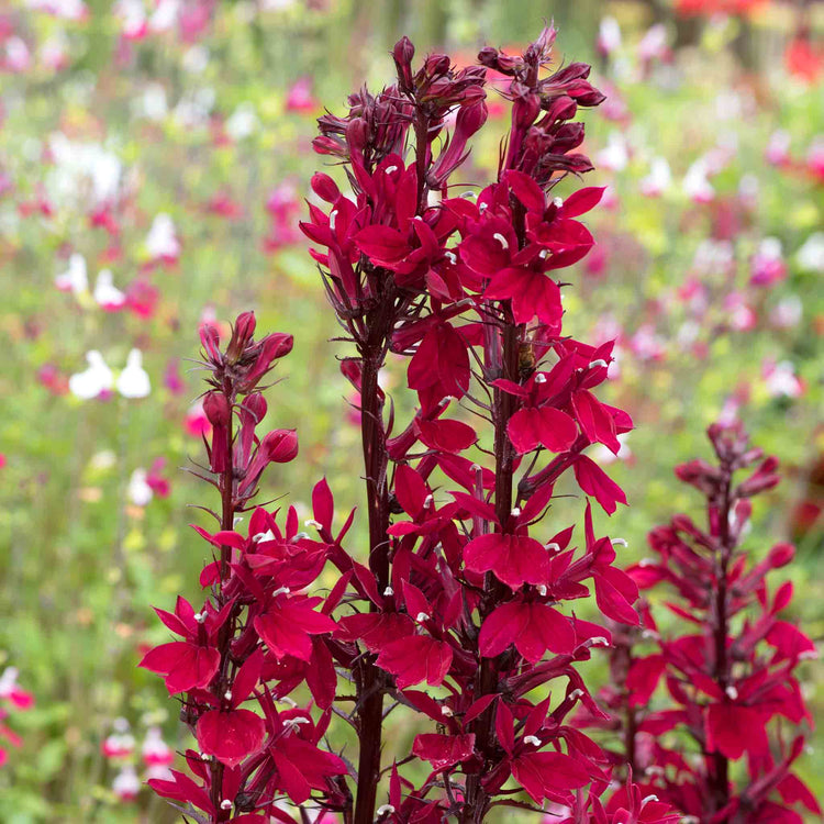 Lobelia Plant 'Starship Burgundy'
