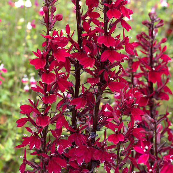 Lobelia Plant 'Starship Burgundy'