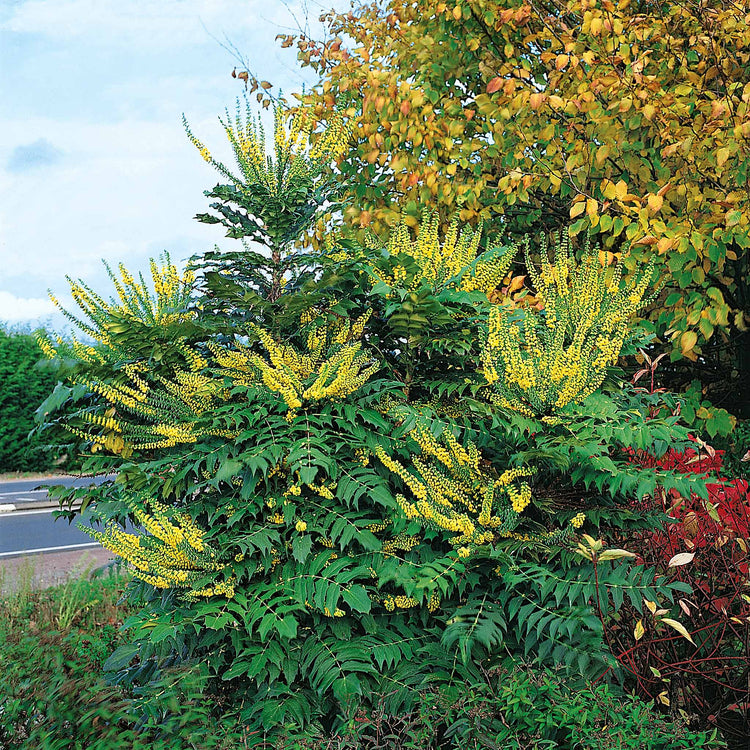 Mahonia x media 'Charity'